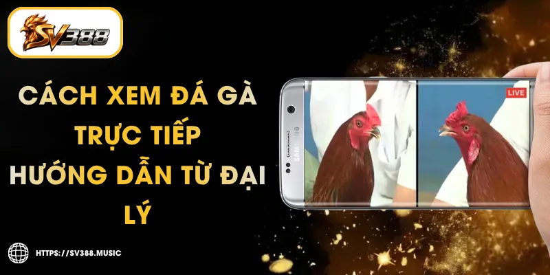 Cách Xem Đá Gà Trực Tiếp – 5 Bước Hướng Dẫn Từ Đại Lý 1 Cách Xem Đá Gà Trực Tiếp – 5 Bước Hướng Dẫn Từ Đại Lý